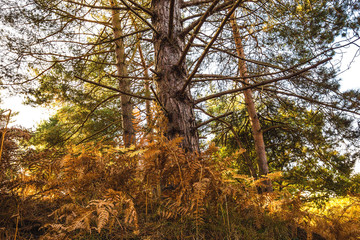 Close up of pine tree on an autumn day