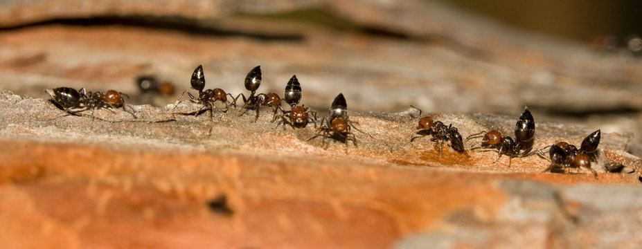 Crematogaster scutelaris fourmis arboricole defense du nid
