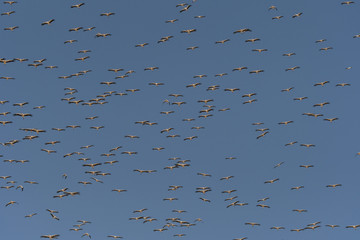 Many birds in flight. White Stork / Ciconia ciconia. Oman