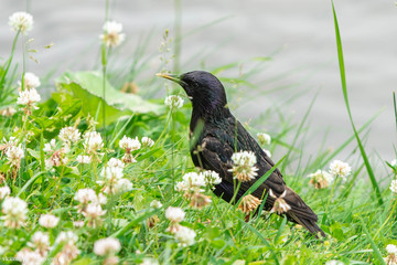 Starling