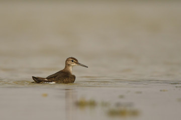 Common Sandpiper / Actitis hypoleucos