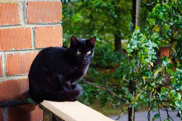 Yellow and blue color eyes. Black and beautiful cat. Nica, Latvia. © Linda