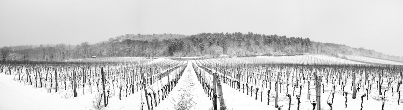 Panorama  verschneiter Weingarten im Winter mit kleinem Wald auf einem H&uuml;gel 