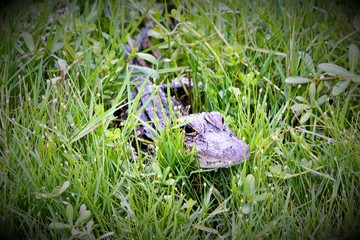 alligator in swamp