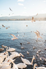 White swans and seagulls on Lake Zurich in Switzerland