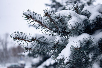 spruce branches in the snow,the first snow