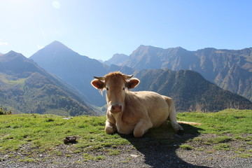 Fototapeta na wymiar Vache solitaire montagne