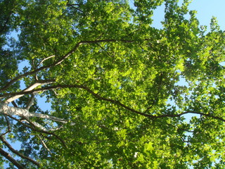 Fototapeta premium Spring Trees in the Sky