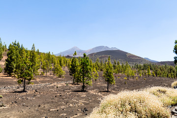 Nationalpark El Teide in Teneriffa,