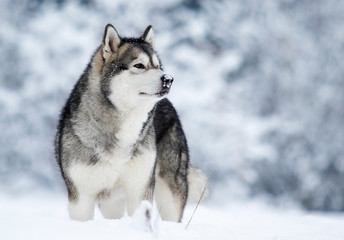 Alaskan Malamute dog on a winter walk in the snow