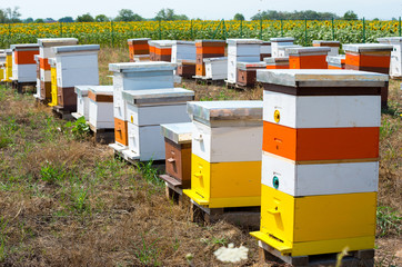 Colored beehives. Bee garden.