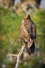Steppe eagle (Aquila nipalensis) on a beautiful perch at jorbeer, bikaner, India