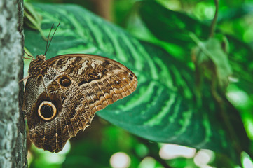 Beautiful large color butterfly on a leaf close up in Butterfly House in Vienna, Austria