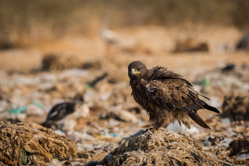 Steppe eagle (Aquila nipalensis) on a beautiful perch at jorbeer, bikaner, India