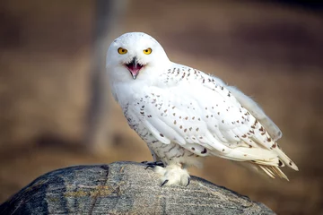 Fotobehang Sneeuwuil Snowy owl Closeup