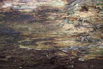 Texture of old, rotten wood.Lying in the forest.Design Background. 