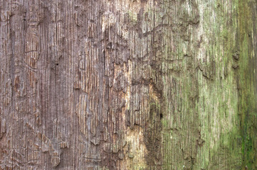 Texture of old, rotten wood.Lying in the forest.Design Background. 