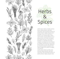herbs and spice seamless border