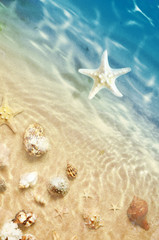 Fototapeta na wymiar Starfish and seashell on the summer beach in sea water. Summer background. Summer time.
