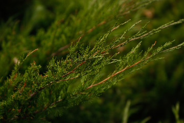 Green park bush details.