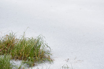 Frozen pond with green sea grass growing near.