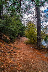 Fototapeta premium wooded path with fall leaves and beautiful colors