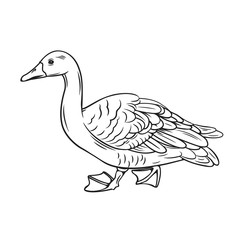 Outline duck icon