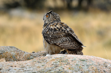  real owl watches from his usual innkeeper