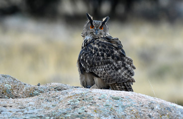 a real owl watches from his usual innkeeper