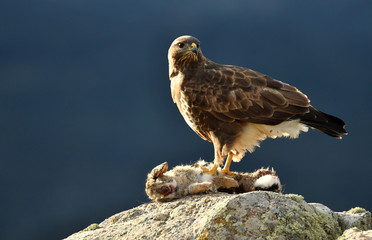 common buzzard on a rock with a rabbit
