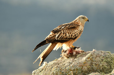 a real kite on a rock with a rabbit