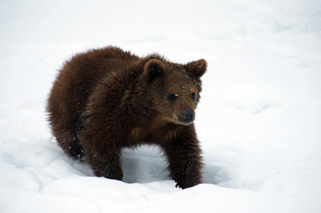 young bear in snow looking 