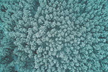 Pine snowy forest in winter. Treetops covered with snow. Aerial view