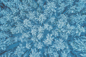 Pine snowy forest in winter. Treetops covered with snow. Aerial view