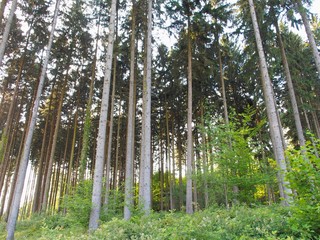 Kraftquelle - Fichtenwald glänzt im Sonnenschein