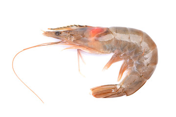 Shrimps on a white background