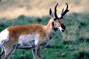 Naklejka na ściany i meble Pronghorn Antelope Antilocapra americana Yellowstone National Park