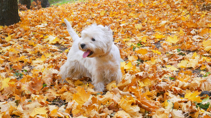 white west dog outdoors in autumn park with yellow leaves around, the dog with the owner executes...