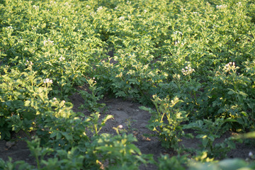 young potatoes topping in the field
