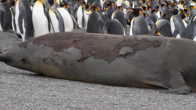 Elephant seal Crawling Elephant seal sub adult crawling near king penguin colony in Antarctica