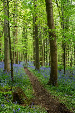 Path through the Bluebell Wood Warrenpoint Northern Ireland