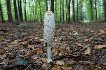 biały grzyb w lesie