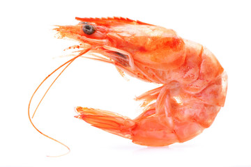 Shrimp on white background