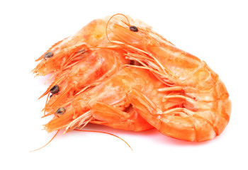 Shrimp on white background