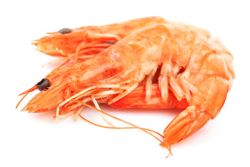 Shrimp on white background