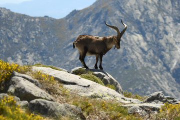 wild male in the sierra de gredos
