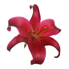 Dark red lily flower isolated on white background.