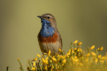 a bluethroat perches on the broom in Gredos