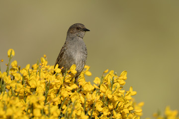 an alpine accentor perches on the piornos in Gredos