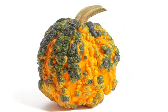 K&uuml;rbis "Rote Warze" auf wei&szlig;em Hintergrund